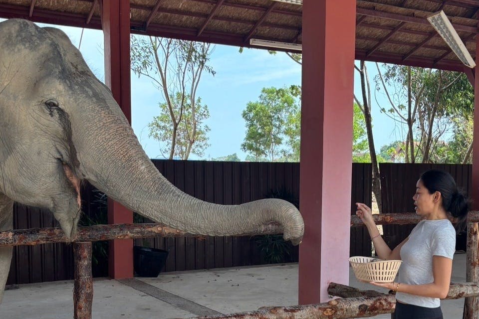 바구니를 든 여성이 나무와 나무 구조물이 있는 야외 공간에서 울타리를 통해 코끼리에게 음식을 제공합니다.