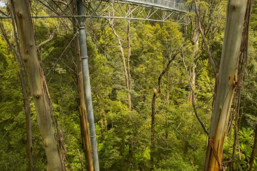 높은 금속 기둥으로 지탱되는 캐노피 통로는 푸른 나무가 우거진 숲을 가로지르고 있습니다.