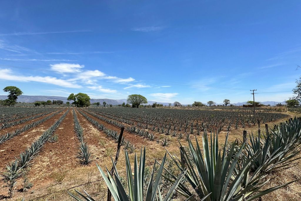 호세쿠에르보 테킬라 증류소 투어