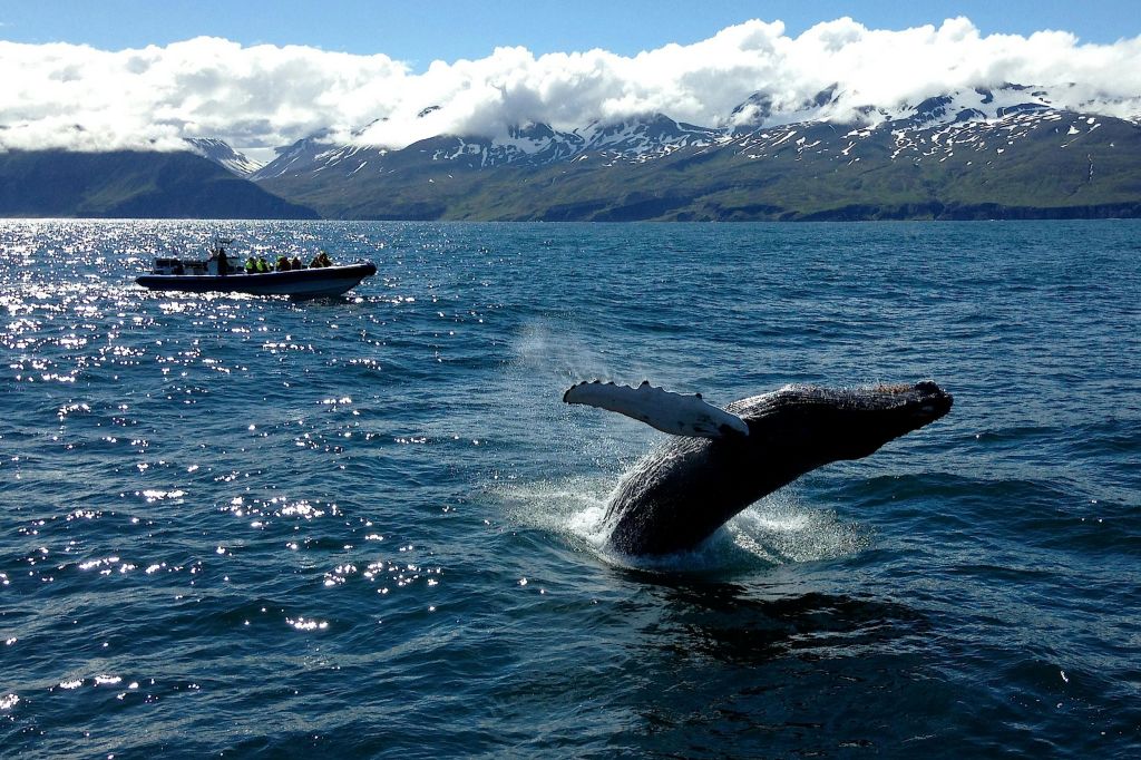 부분적으로 흐린 하늘 아래 눈 덮인 산을 배경으로 보트 근처에서 바다에 침입하는 고래.
