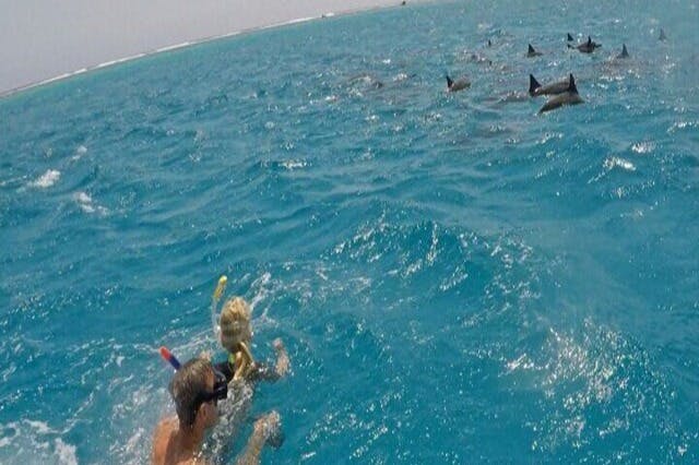 돌고래를 만나는 스노클링