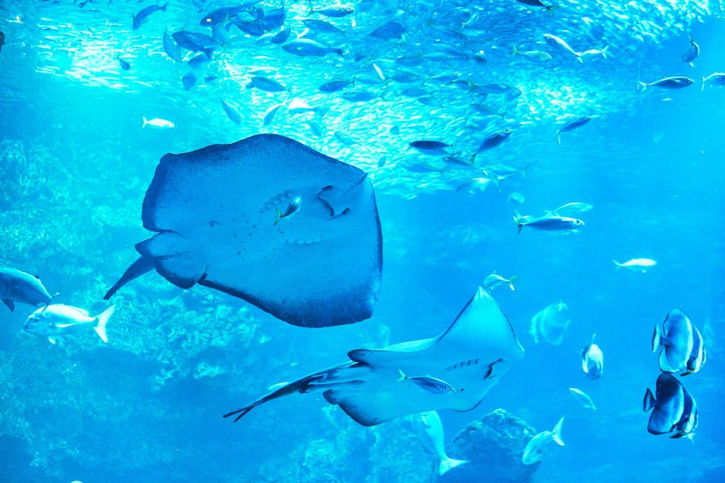 활기차고 푸른 수중 장면에서 두 마리의 쥐가오리가 물고기 떼와 함께 헤엄치고 있습니다.