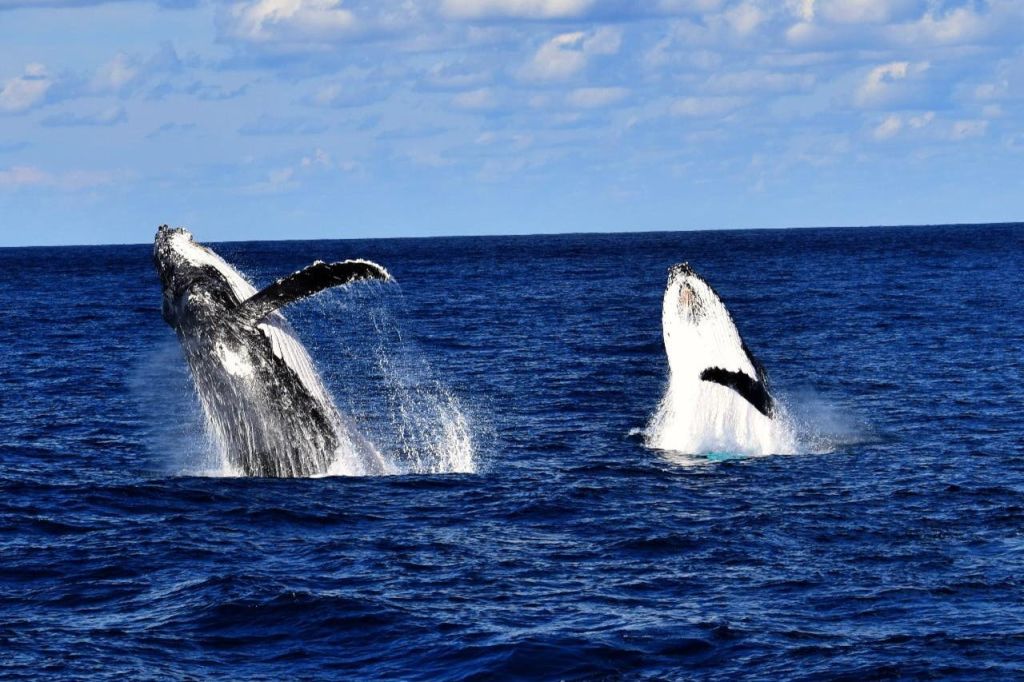 바다 표면을 뚫고 푸른 바다와 부분적으로 흐린 하늘을 배경으로 물이 튀는 두 마리의 고래.