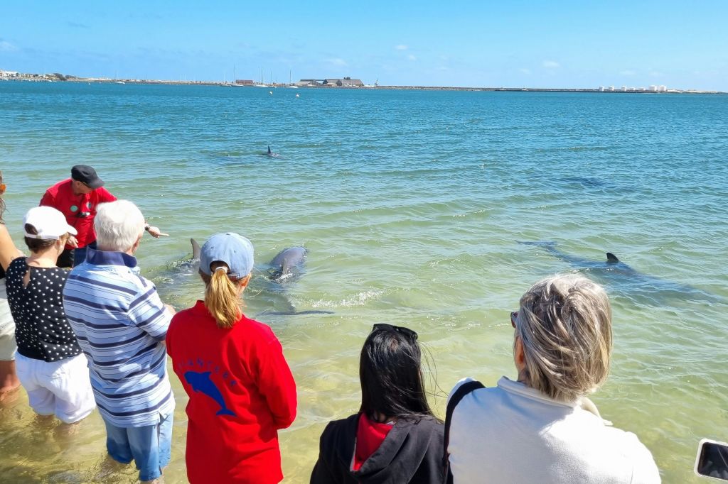 돌고래 상호 작용 영역 (무료) 대부분의 방문은 오전 8 시부 터 오전 11 시까 지 따뜻한 달에 발생합니다)