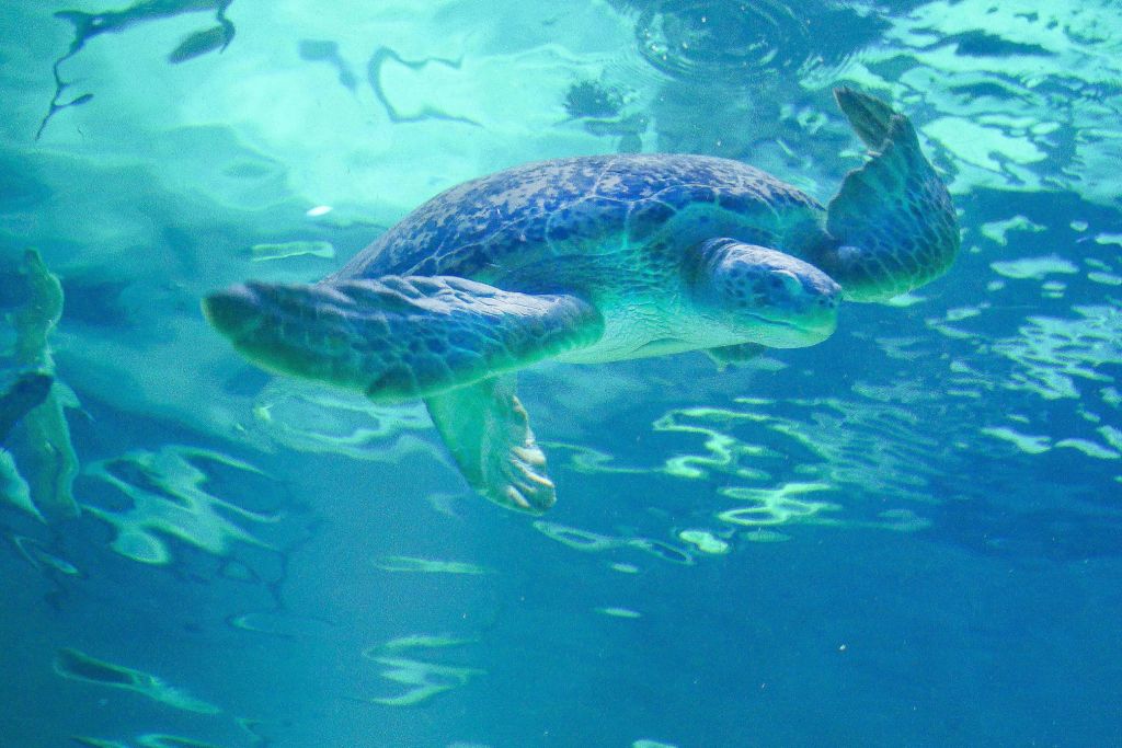 바다거북