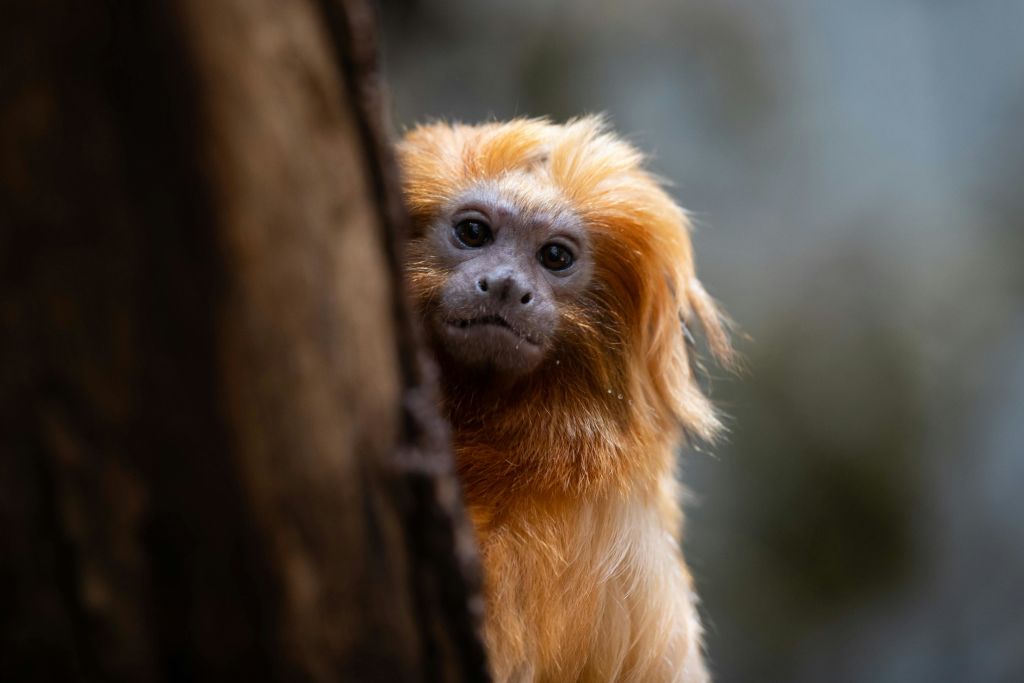 코펜하겐 동물원