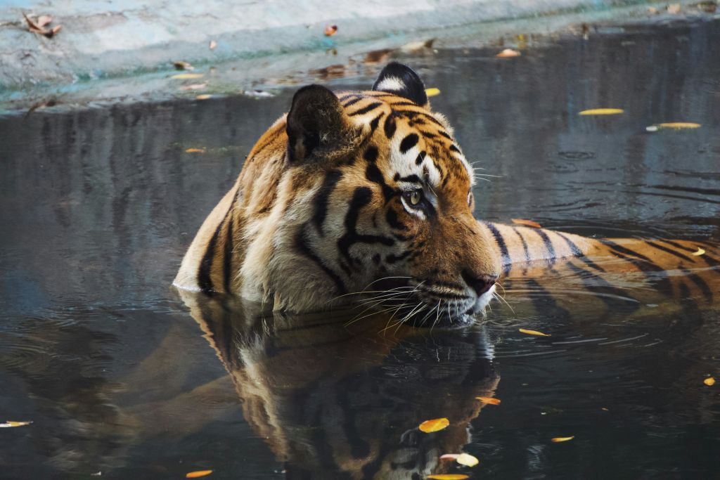 젖은 털을 가진 호랑이가 콘크리트 가장자리 근처에서 떠다니는 나뭇잎으로 둘러싸여 가슴 깊이 물속에 서 있습니다.