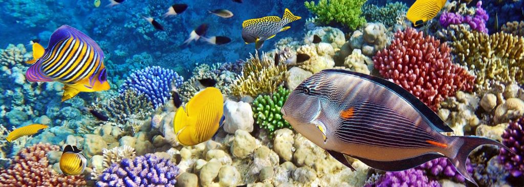 다양한 해양 생물이 서식하는 생동감 넘치는 수중 장면에서 다채로운 물고기가 산호 근처에서 헤엄치고 있습니다.