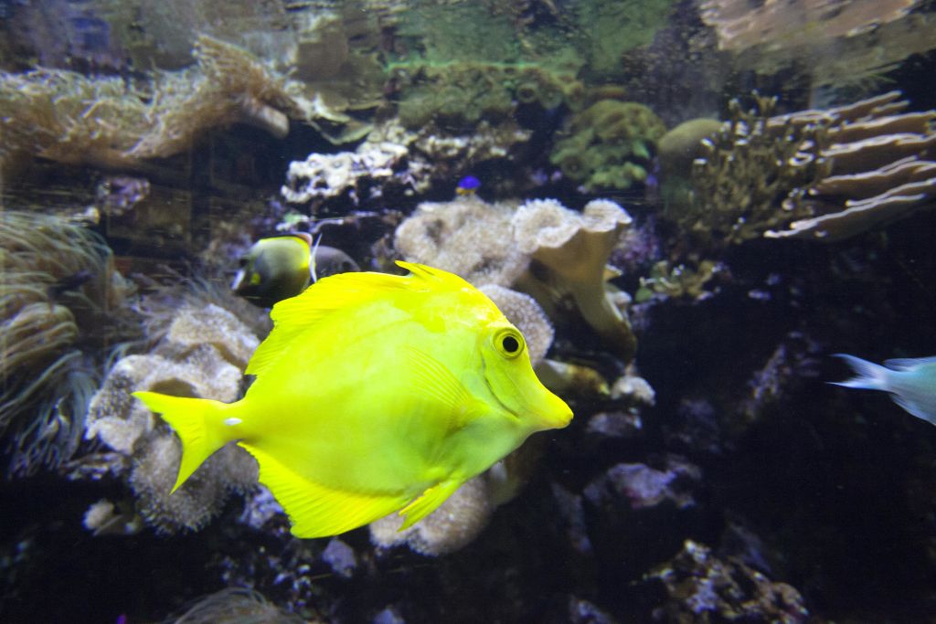 밝은 노란색 물고기가 수족관의 산호와 해양 식물 근처에서 헤엄치고 있습니다. 다른 물고기와 수중 요소가 배경에 있습니다.