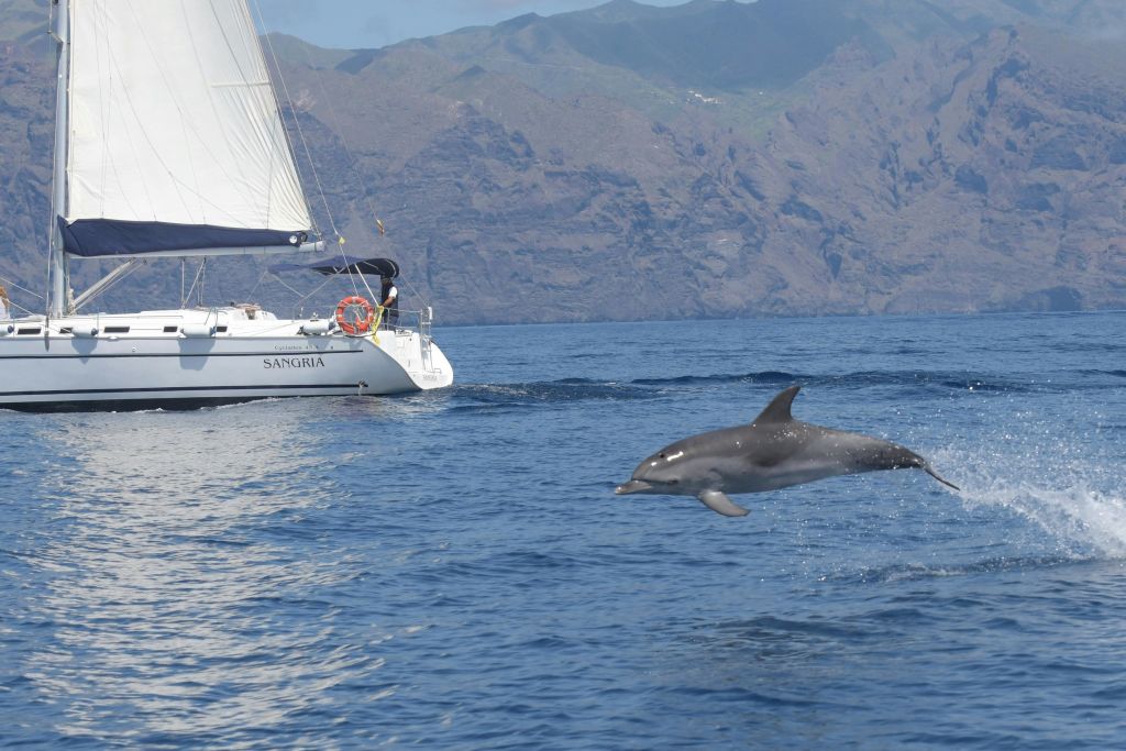 Nuestro barco sangría y un delfín