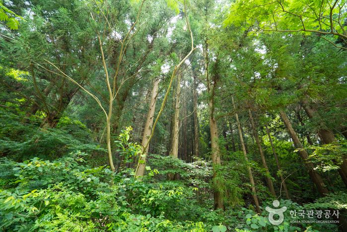 축령산 자연 휴양림