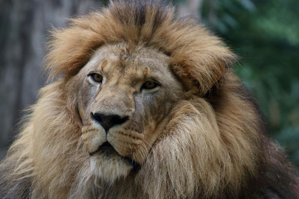 앞을 내다보며 갈기가 가득한 수컷 사자의 클로즈업. 초록색, 배경이 흐릿합니다.