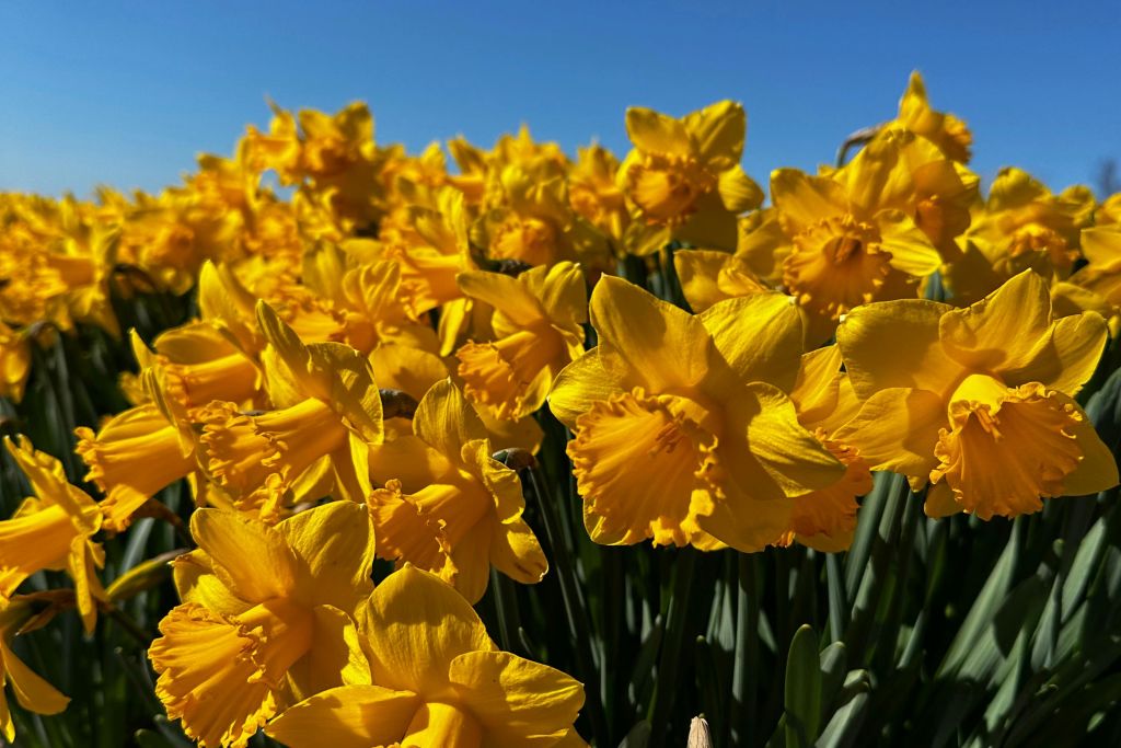 계절은 수선화로 시작됩니다