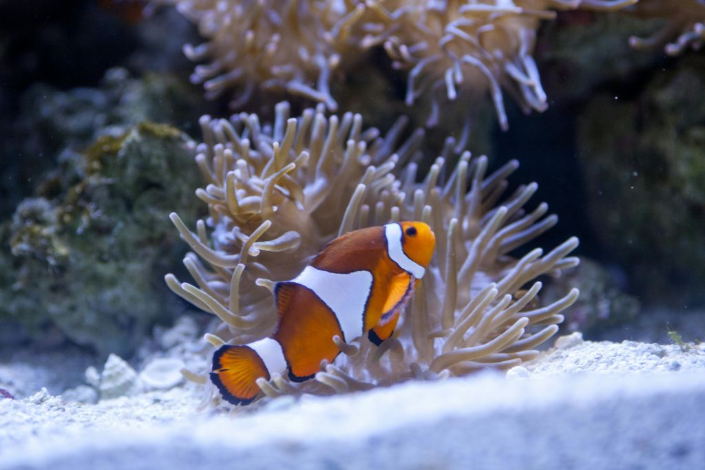 모래 해저와 산호가 있는 밝은 수중 장면에서 광어가 아네모네 사이를 헤엄치고 있습니다.