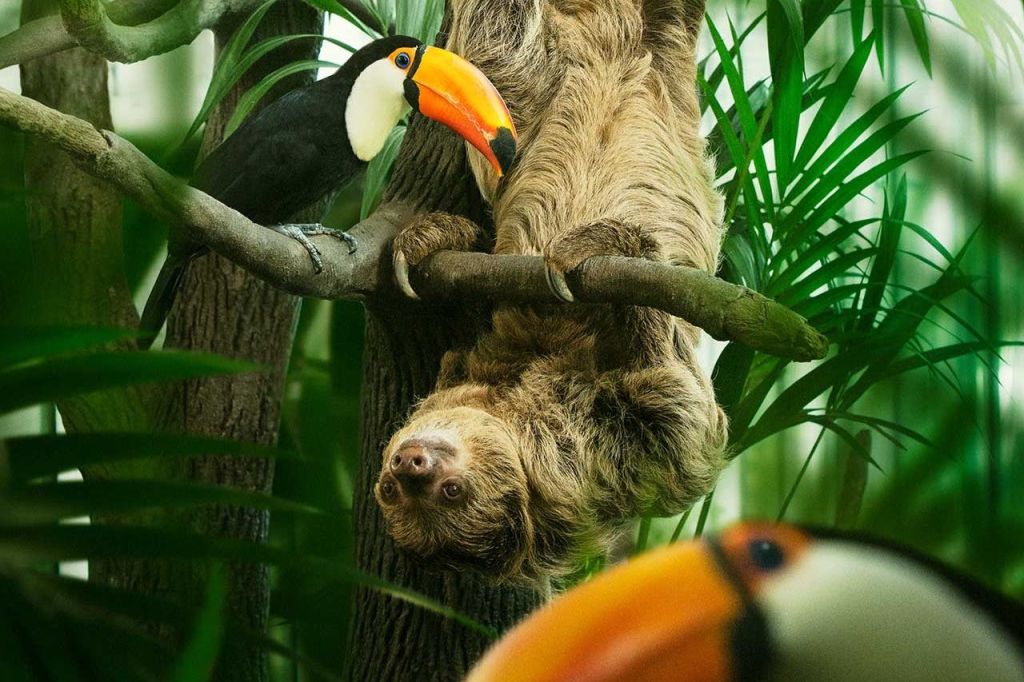 나무늘보는 푸르른 단풍으로 둘러싸인 선명한 주황색 부리와 함께 나뭇가지 옆에 거꾸로 매달려 있습니다.