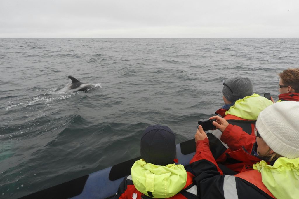 보트에서 몇 미터 떨어진 곳에 흰부리돌고래가 있습니다.