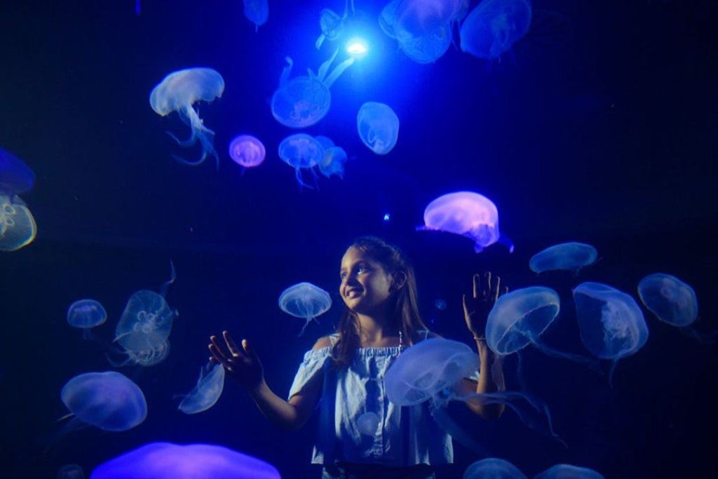 Medusarium