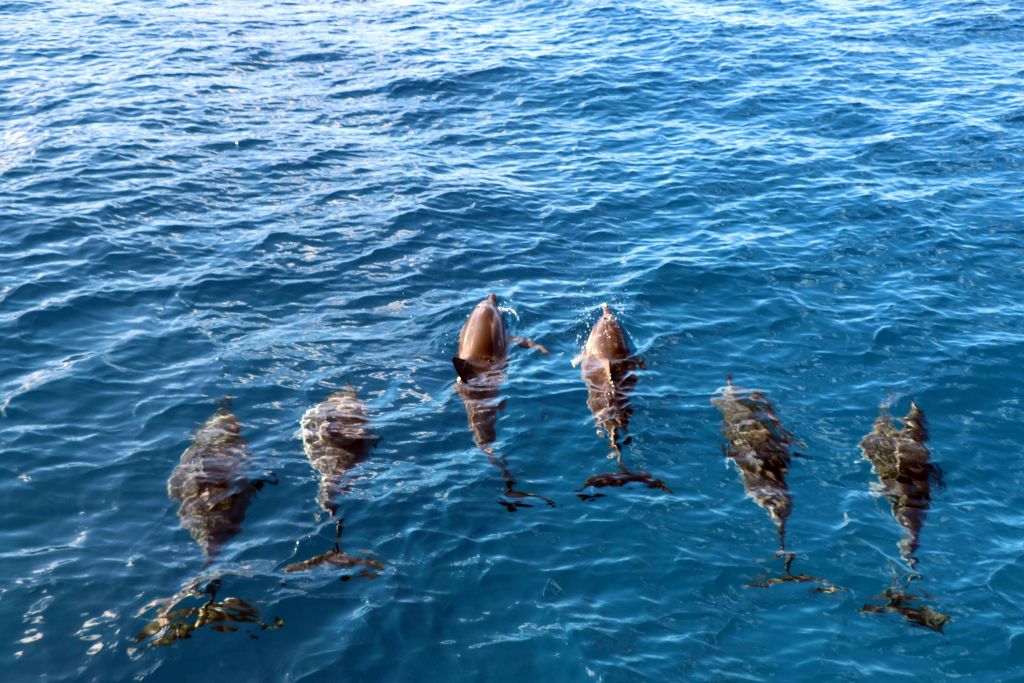 하와이 스피너 돌고래