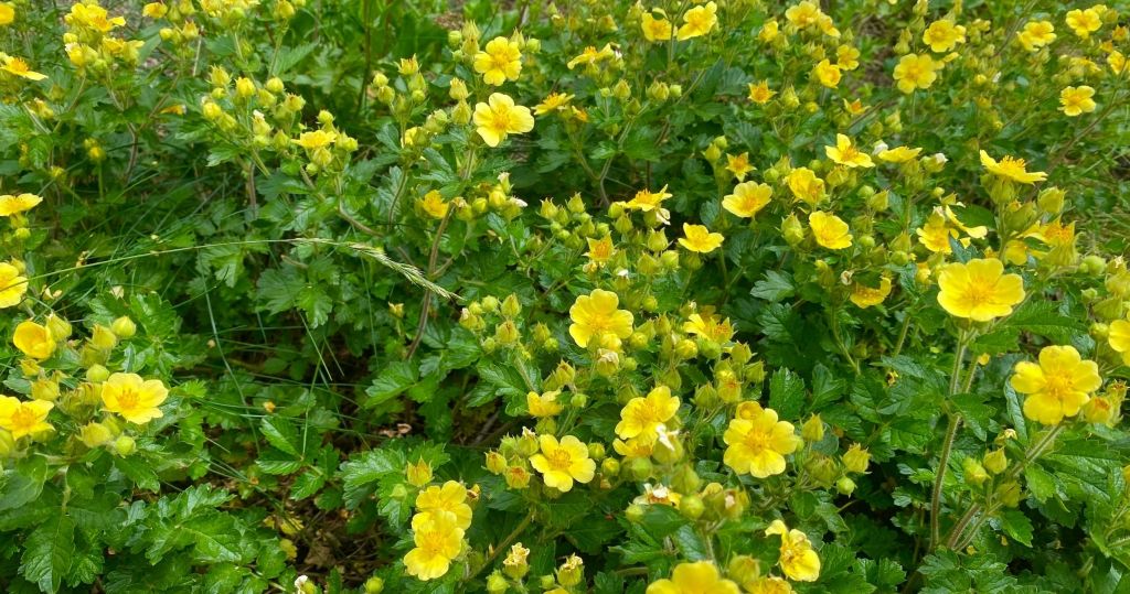 야외에서 자라는 녹색 단풍이 있는 작은 노란색 꽃의 빽빽한 조각.