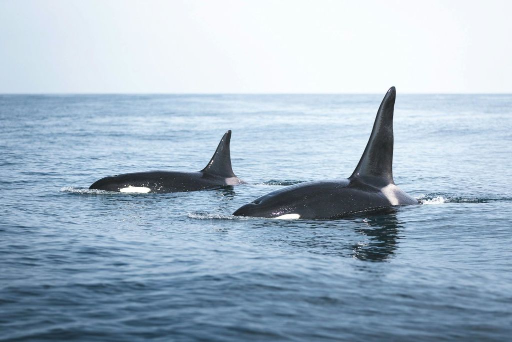Skjálfandi Bay에서 범고래 관찰하기