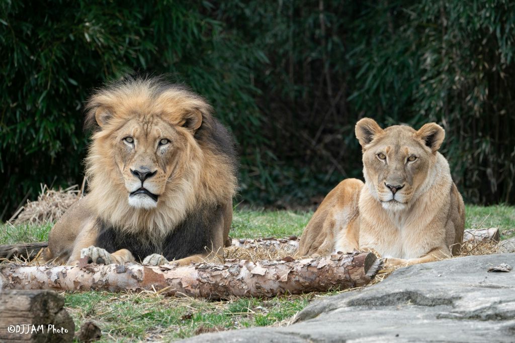 풀과 나무를 배경으로 자연스러운 분위기를 자아내는 사자와 암사자.