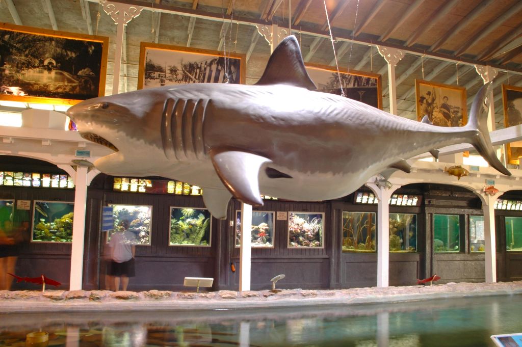 액자 뒤에 사진이 있고 아래에 여러 수족관 탱크가 보이는 커다란 매달린 상어 모델이 있는 실내 전시물.