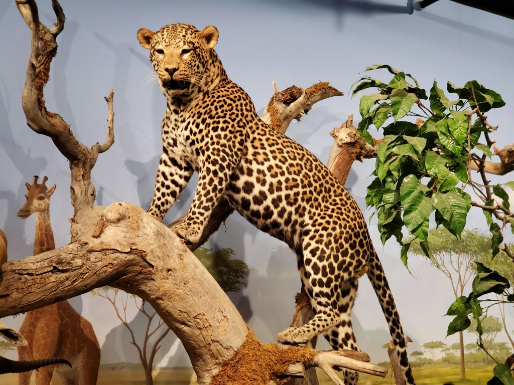 나뭇가지와 나뭇잎으로 둘러싸인 나뭇가지 위에 서 있는 표범으로, 나무와 하늘이 흐릿한 배경을 하고 있습니다.