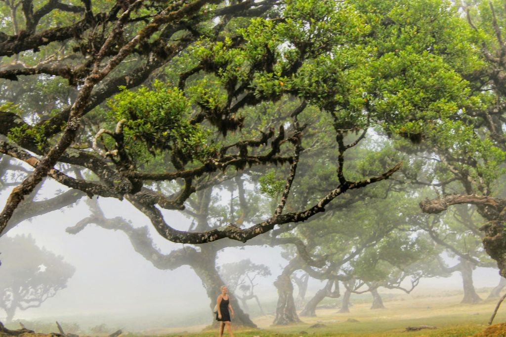 북서부 - 녹색 악마 사파리