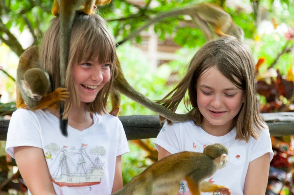 원숭이 상호작용