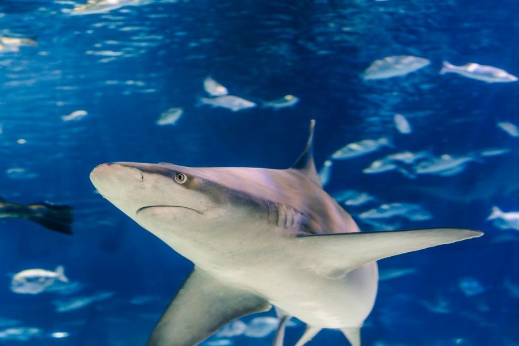 작은 물고기를 배경으로 물속에서 헤엄치는 상어.