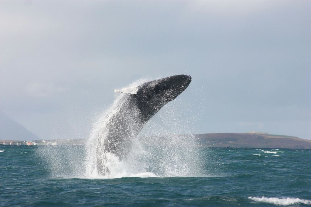 바다에서 혹등고래가 떼를 지어 날아오고 주변에 물이 뿌려집니다.