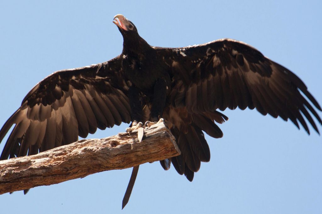퍼핑빌리 & 힐스빌 보호구역 관광 버스 투어