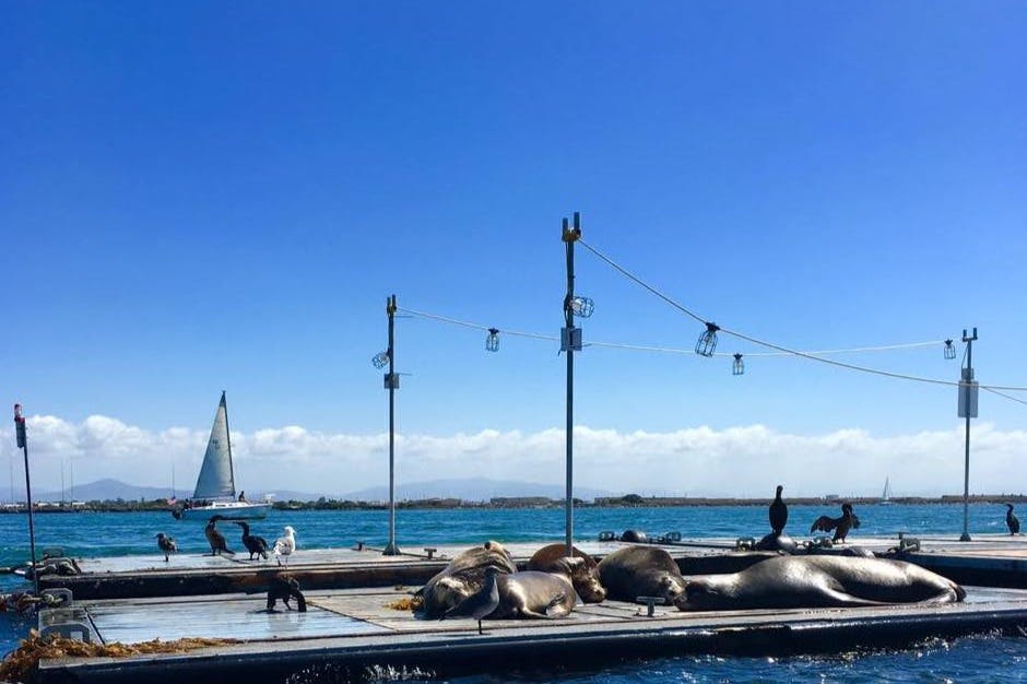 모든 바다사자가 바지선에서 일광욕을 즐기고 있습니다.