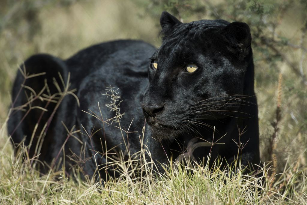 노란 눈을 가진 흑표범이 풀이 무성한 초목에 누워 옆을 유심히 바라보고 있다.