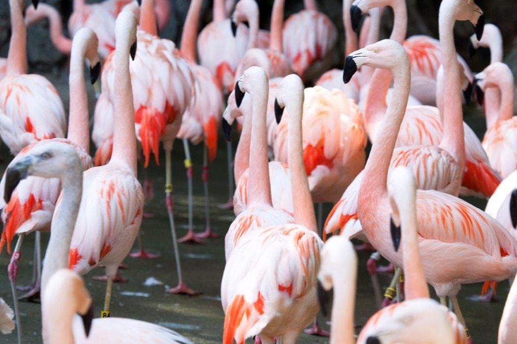 애틀란타 동물원