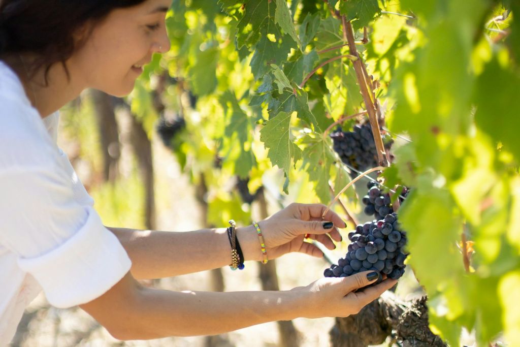 와이너리 투어: 포도 확인하기