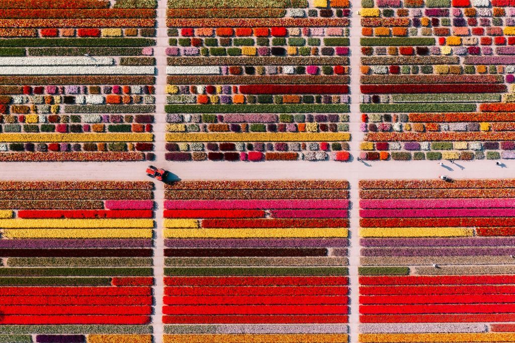 행을 가로지르는 경로에 작은 차량이 있는 다채로운 꽃밭의 공중 전망.