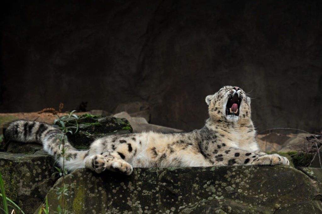 스노우 레오파드