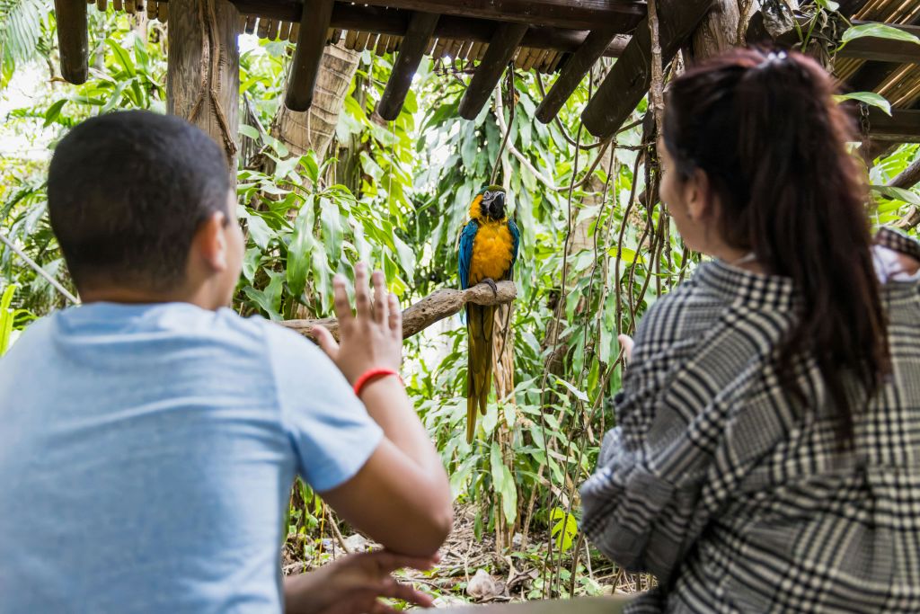 두 사람이 나무 쉼터 아래 녹음이 우거진 나뭇가지에 앉아 다채로운 앵무새를 관찰하고 있습니다.