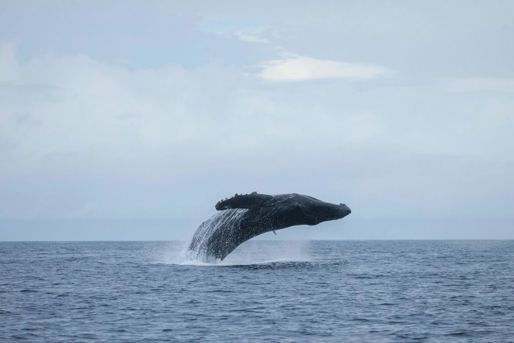 흐린 하늘 아래에서 혹등고래가 극적인 힘으로 다시 바다로 튀고 있습니다.