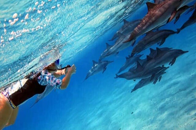 사타야의 돌고래 마르사알람