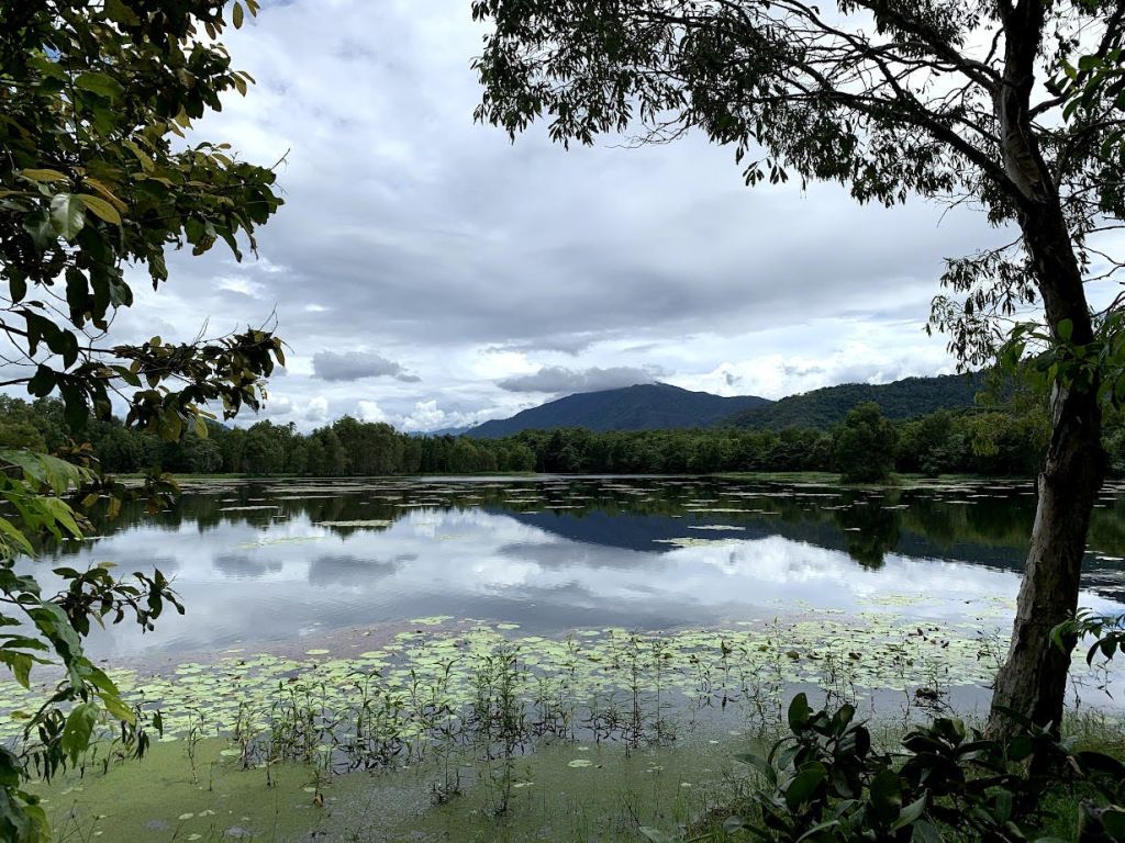 나무로 둘러싸인 백합 패드가 전면에 펼쳐진 고요한 호수와 흐린 하늘을 배경으로 펼쳐진 산맥.