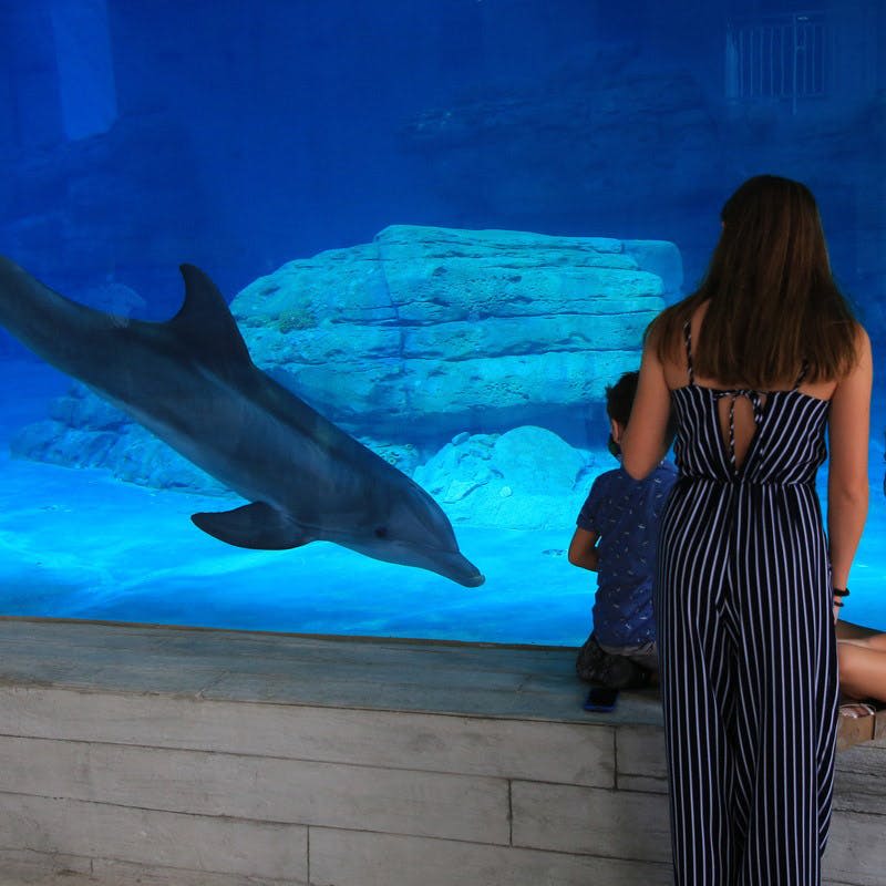 한 여성과 어린이가 푸르고 바위가 많은 대형 수족관에서 돌고래가 헤엄치는 모습을 보고 있습니다.