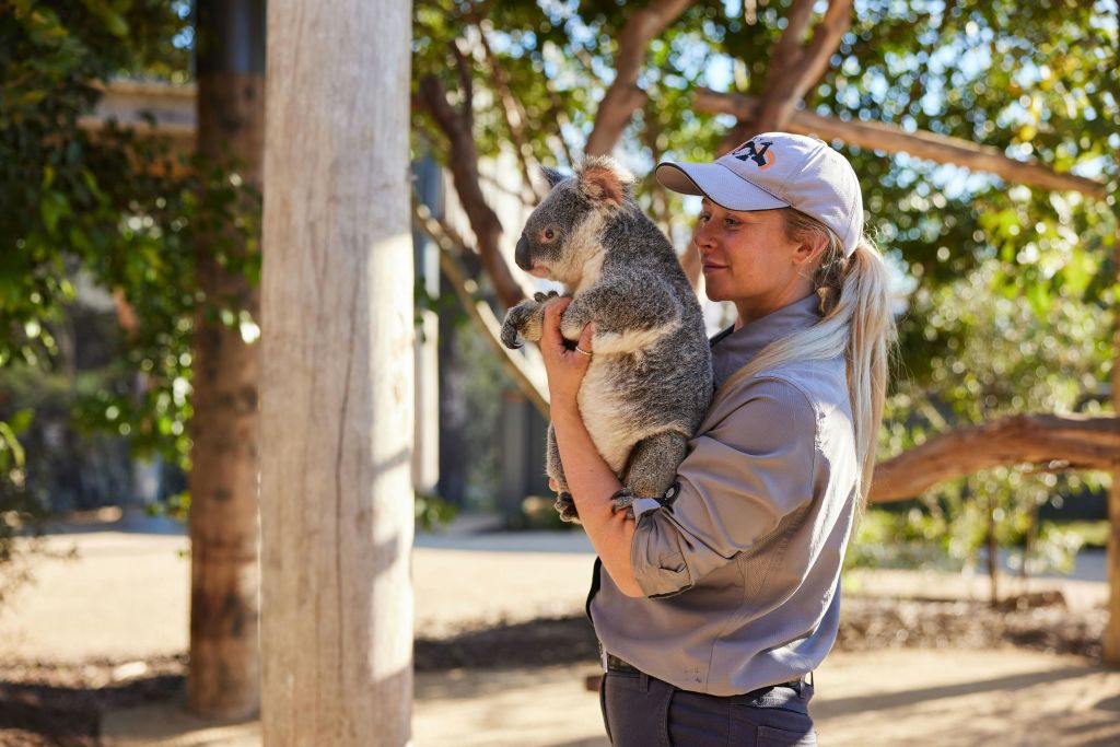 동물원의 코알라