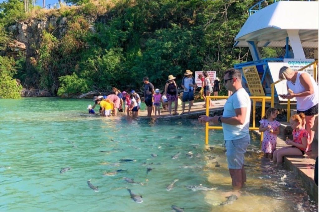녹음으로 둘러싸인 표지판과 난간이 있는 구조물 옆에 물고기가 있는 맑은 물가에 서서 앉아 있는 사람들.
