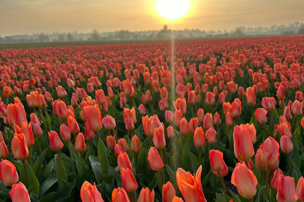 눈부시게 빛나는 일출 아래 펼쳐지는 활기찬 오렌지 튤립의 광활한 들판과 먼 배경의 흐릿한 나무들.