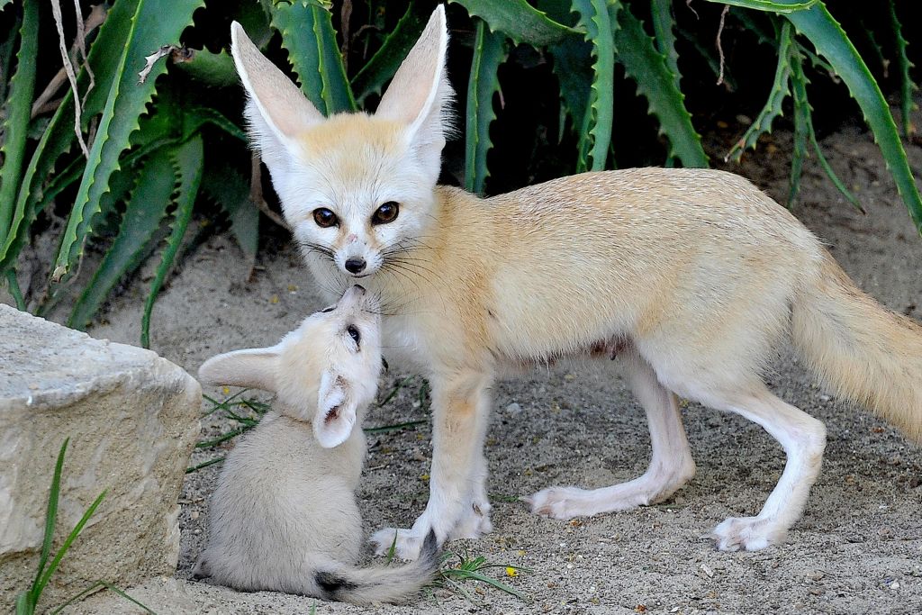 성체 페넥 여우와 새끼는 푸른 식물을 배경으로 모래사장에서 다정하게 상호 작용합니다.