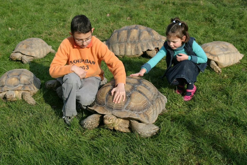 두 아이가 풀밭에 앉아 커다란 거북이를 만지고 있습니다. 배경에는 더 많은 거북이가 보입니다.