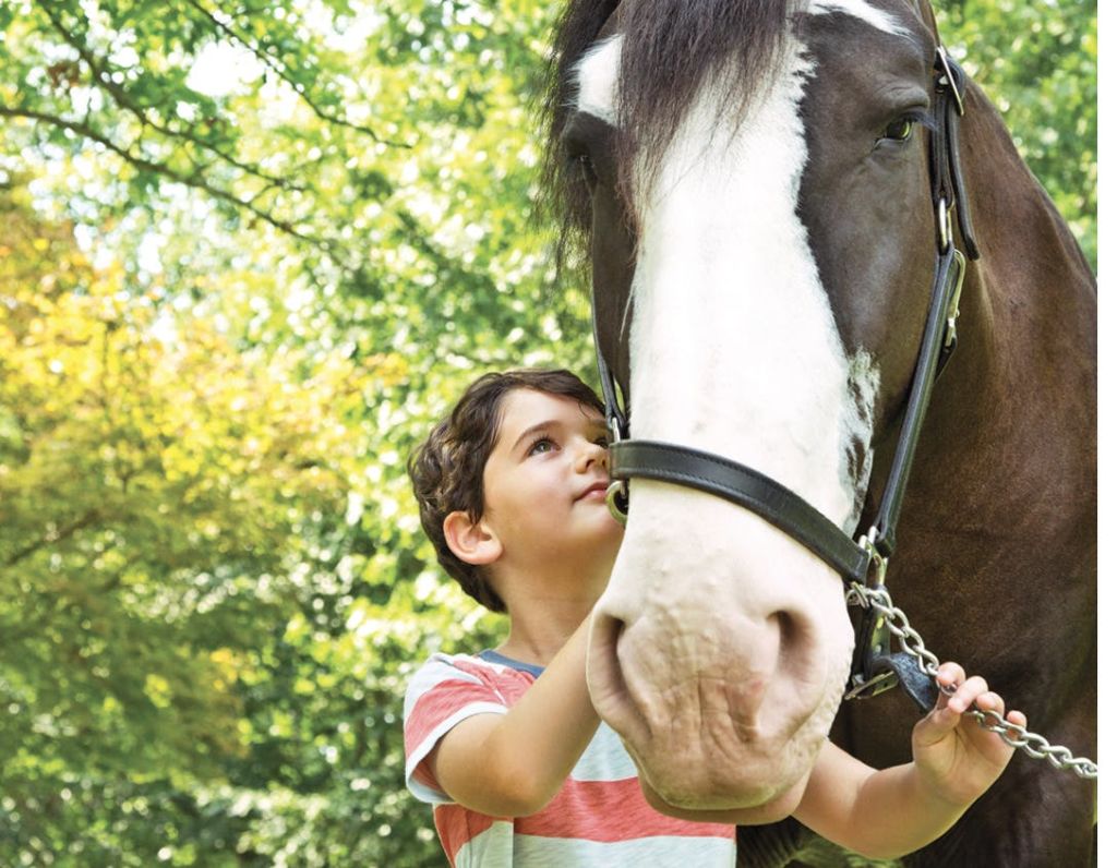 줄무늬 셔츠를 입은 어린이가 푸르른 나무를 배경으로 커다란 말의 굴레를 부드럽게 잡고 있습니다.
