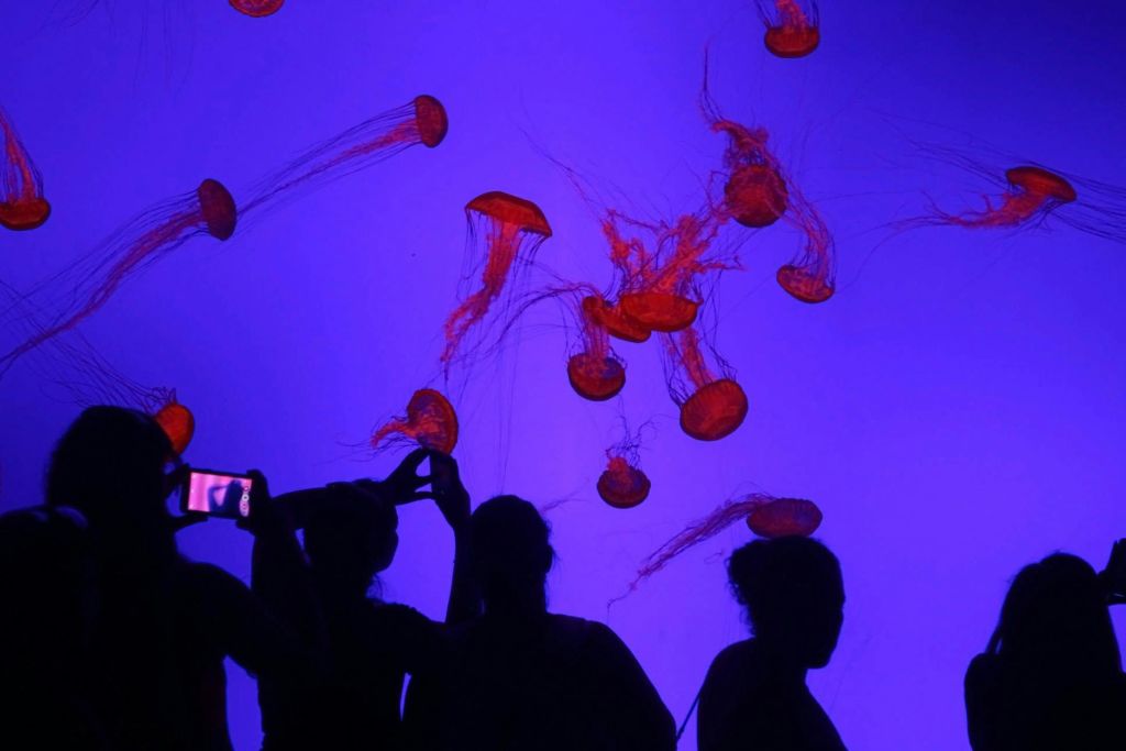 리플리스아쿠아리움오브캐나다